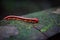 Red millipede in Gunung Mulu national park