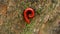 Red Millipede in tree