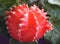 Red mini cactus closeup Gymnocalycium mihanovichii friedrichii