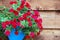 Red mini petunia flowers in blue pot on wooden wall