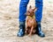 Red Miniature Pinscher sitting between  legs of owner shod with black gumboots on sandy background