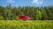 Red minivan rushes along the road along the forest, the roadside is covered with yellow dandelions