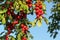 Red mirabele cherry plums Prunus domestica syriaca lit by sun, growing on wild tree