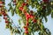 Red mirabele plums Prunus domestica syriaca growing on wild tree., blue sky in background