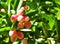 Red Miracle fruit on the tree with green leaves, with blurred background.