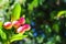 Red Miracle fruit on the tree with green leaves, isolated with blurred background.