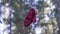 A red mitten is hanging on a tree in the forest. Search for missing people in the forest, concept