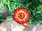 Red mix yellow fresh real Strawflower like paper flower blooming in the garden.