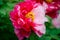 Red mixed white peony flower in the garden