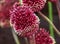 Red Mohican Allium