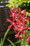 Red mokara orchid