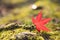 Red Momiji maple leaf on the green moss and rock. Nature and Travel concept