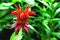 Red Monarda flower on a background of blurred green foliage.