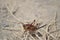 Red Mormon Cricket closeupâ€“ shieldback kadydid -  Owyhee Canyonlands Wilderness Idaho horizontal
