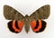 Red Moth Catocala oberthuri Noctuidae