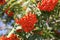 Red mountain ash berries. Bright fresh flowers in the sunlight