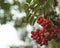 Red mountain ash on a branch, macro photo with selective focus.autumnal colorful red rowan branch. red ripe rowan berry branch