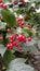 Red mountain ash washed by summer rain with hanging drops.