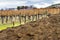 Red Mountain Dirt Grape Vines Vineyards Benton City Washington