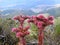 Red Mountain Flowers, Mountain Landscape