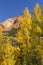 Red Mountain Pass Golden Aspens