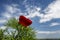 Red mountain peonies (Paeonia tenuifolia) at Zau de Campie