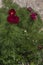 Red mountain peonies in spring