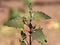 Red mountain spinach, Atriplex hortensis