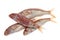 Red mullet fish isolated on white