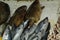 Red mullet fishes on stall to sell