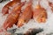 Red mullet on fishmonger\'s slab