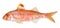 Red mullet isolated fish on white background