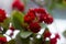 Red multi-leaf Kalanchoe, home flowering plant, flowerpot, macro