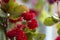 Red multi-leaf Kalanchoe, home flowering plant, flowerpot, macro