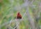 Red munia or red avadavat Bird sitting on a tree branch