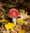 Red mushroom