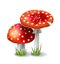 Red Mushroom Amanita