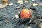 Red mushroom Amanita fly agaric forest autumn august september harvest