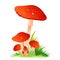 Red Mushroom Amanita with grass on white