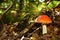 Red mushroom amanita toxic, also called panther cap or false blusher, in a woods\\\' natural ambient. Poisonous, medicinal, edible,