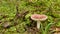 Red mushroom Emetic Russula