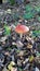 Red mushroom fly agaric