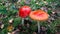 Red mushroom fly agaric