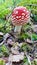 Red mushroom fly agaric