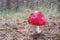 Red mushroom fly agaric in natural conditions of growth