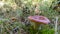 A red mushroom in the forest