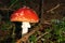 Red mushroom in forest