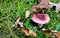 Red mushroom growing in the grass during autumn among fallen leaves. Simple autumn background