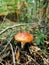 The red mushroom, one of the most dangerous mushroom in the world, forest of Fontainebleau, France