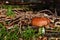 Red mushroom russula